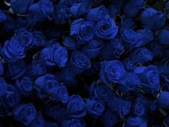 [시긴로키]파란장미 1