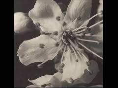 Dear Duke, Aurora Nobilitas Caelum.