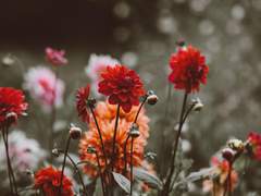 Red Dahlia: Your love makes me happy.