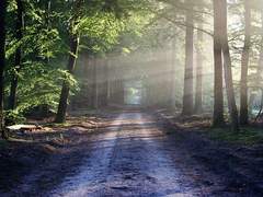 올곧은 발걸음 아래로 눈밭이 녹아내리고