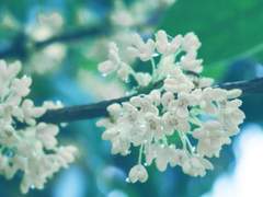 [오이스가] 은목서