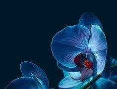 용이 되지 못한 이무기