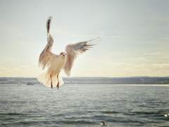 갈매기 생각과 해설