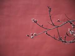 [청우배세큰세] 꺾이지 않은 가지에게