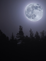 월아전기(月兒傳記)