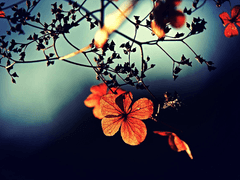 Floyd Cervantesㆍ악마