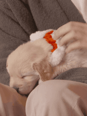 바람이 불어도 싹은 트나니