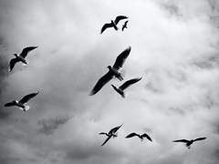 "나 한 번쯤 하늘을 날아보고 싶었어요!"