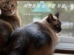 교주의 눈취향
