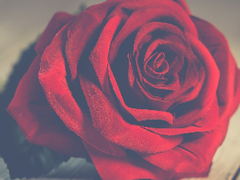 [하이큐 드림]밤 장미 -외전- 전체연령