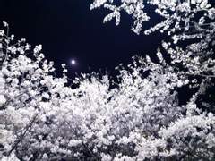 화양연화(花樣年華)