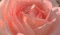 [성 경화/XX] + 1차 수정