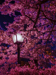 [레오츠카] 천년여우