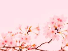 아스카 히카루 XY 2 프로필