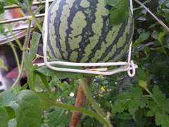 자연과 동화하다/이도은