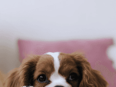 [국뷔/반인반수] 半人半獸 Aver.