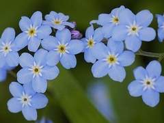 [시긴로키]파란장미 2