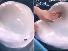 [마펭] 사랑스러운 블로홀 박사의 머리를 누르고 싶은 것은 자연스러운 현상인가에 대하여