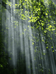 환상 너머에 잠든 꿈이 영원히 반짝이길 기원하며.