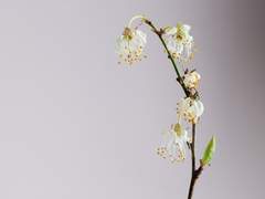 비화(悲花)-인형공방 사극 ver.