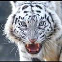 필명이백호입니다