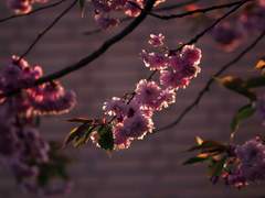 [쿱지] 사월의 낙화