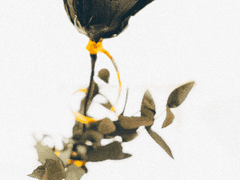 [염호다나] 한 여름밤의 꿈