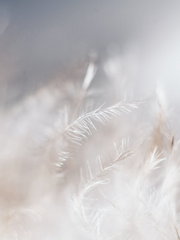 외전/ 아브락사스의 새