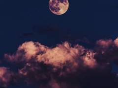 예고된 영악함의 끝