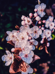 그루잠에 꽃가람