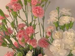 햇살의 따스한 빛을 품은 작고 하얀 그에게 전하는 말