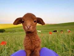 7/19 제플린의 편지