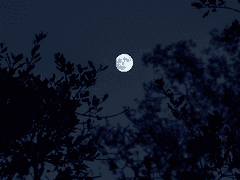 산심목서 / 소운목서 썰 모음