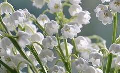 릴리안 러브섬 XX 21