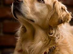 사람이 된 댕댕이