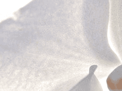 설 은난초 | XY | 18