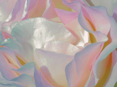 찔려서 쓰는 연인 공지