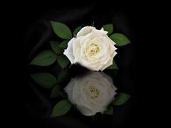 거울 속의 악마는