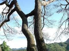 등전만리심(燈前萬里心)_18