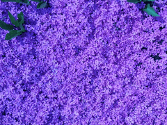 흩어진 꽃잎은 바람을 타고: 복수전 03