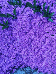 흩어진 꽃잎은 바람을 타고