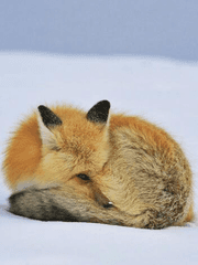 Canis minor (작은 개자리)