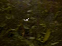 ✦ 장 세나 :: p r o f i l e.