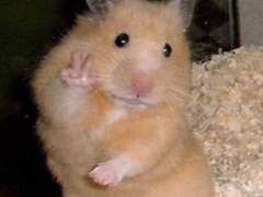 햄스터 구경하다 생긴 썰