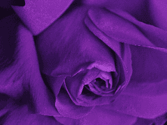 당신의 향은 무엇입니까