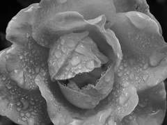 푸른 장미 [이설고커]