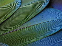 빛의 전사는 사자의 꿈을 꾸는가? (2)