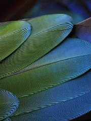 Does warrior of light dream of lyon?