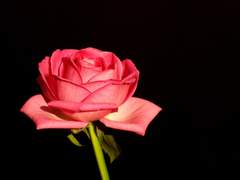 [찬백] 로제 아킬레스 A