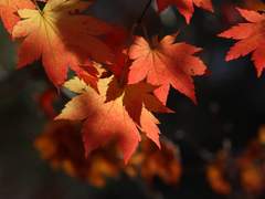 최유기 │ 가을의 밤